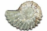 Bumpy Ammonite (Douvilleiceras) Fossil - Madagascar #343836-1